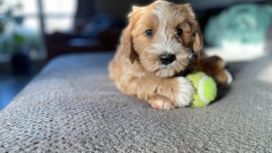 Illustration : "20 photos de Goldendoodles montrant qu'il leur suffit d'un regard pour nous faire tomber sous leur charme"