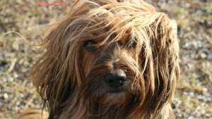 Illustration : "Les vétérinaires alertent les propriétaires canins des dangers du vent et du sable pour la santé de leurs chiens"