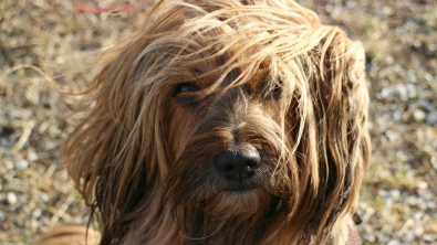 Illustration : Les vétérinaires alertent les propriétaires canins des dangers du vent et du sable pour la santé de leurs chiens