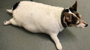 Illustration : "L’incroyable transformation de ce chien qui ressemblait à un ballon et qui était en danger à cause de son obésité"