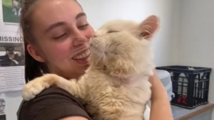 Illustration : "Ce chat affectueux semble reconnaissant d’avoir été sauvé après une vie difficile (vidéo)"