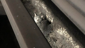 Illustration : "Moment de panique pour les propriétaires d’un chat, qui s’est enfui de sa cage de transport et s’est retrouvé piégé sur les rails du métro"