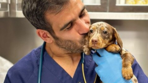 Illustration : "L'astuce de ce vétérinaire pour vacciner les chiens sans qu'ils n'en souffrent est aussi adorable qu'efficace"