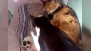 Illustration : "Une chatte manifestement peu convaincue par les aptitudes maternelles de sa fille décide de s'emparer de ses chatons (vidéo)"