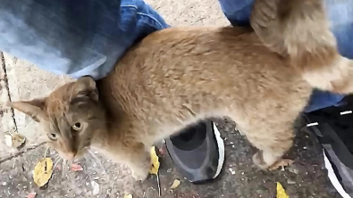 Illustration : "Vidéo : Cette chatte errante a tout fait pour se faire adopter, y compris entrer d’elle-même dans la caisse de transport"