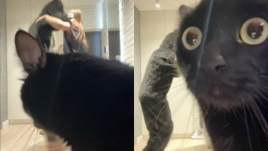 Illustration : "Vidéo : La danse inhabituelle de 3 femmes laisse ce chat complètement sous le choc face à la caméra"