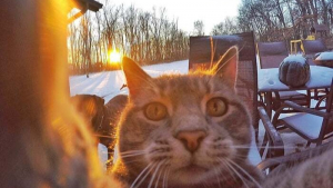 Illustration : "20 photos déconcertantes signées Manny, le chat pro du selfie"
