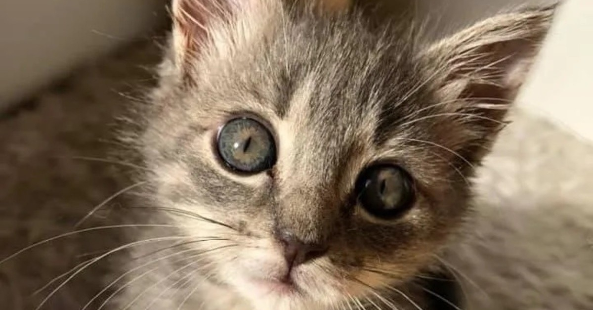 Un chaton paralysé des pattes arrière impressionne par sa détermination et finit par l