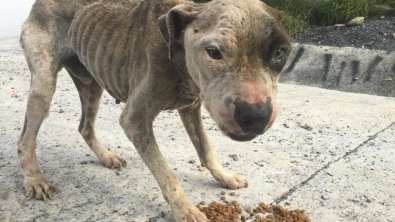 Illustration : "Un chien squelettique abandonné au bord d’une rivière fait une rencontre décisive et devient méconnaissable"