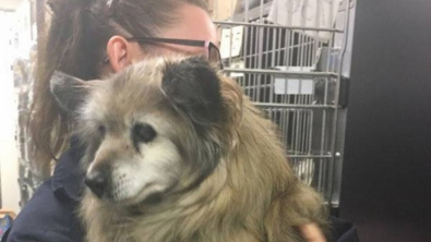 Illustration : "Ce chien de 18 ans a été sauvé de l’euthanasie de justesse par une femme au grand cœur"