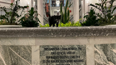Illustration : Un chaton errant se fait adopter par les membres de l’Assemblée législative de l’ouest canadien