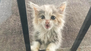 Illustration : "Un chaton errant gratte la vitre d’une maison pour avoir de l'aide, jusqu’à se faire remarquer"