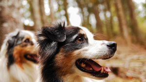 Illustration : "10 attitudes témoignant de la totale confiance de votre chien à votre égard"