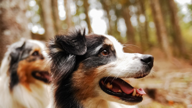 Illustration : "10 attitudes témoignant de la totale confiance de votre chien à votre égard"