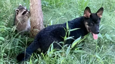 Illustration : "Vidéo : Ce chien ne dit jamais non à une partie de cache-cache avec ses amis ratons laveurs"