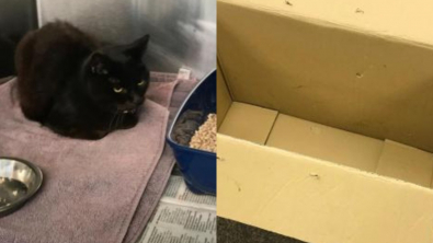 Illustration : Deux chats âgés retrouvés prisonniers d'une boîte scotchée : l'émouvante histoire de Ken et Deirdre