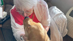 Illustration : "Ce Golden Retriever redonne le sourire aux résidents d’une maison de retraite"