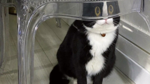 Illustration : "17 photos hilarantes de chats ayant décidé de vous gratifier de leurs plus belles grimaces"