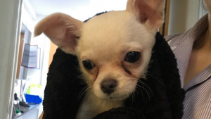 Illustration : "Un chiot Chihuahua a été retrouvé abandonné dans un parc, grelottant dans une serviette"