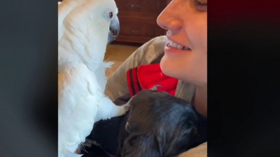 Illustration : Sweet Pea, le perroquet d’une Américaine, dit “je t’aime” au nouveau chiot de la famille, qu’il rencontre pour la première fois (vidéo)