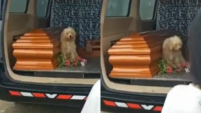 Illustration : Un chien grimpe dans le corbillard qui transporte sa défunte maîtresse pour rester à ses côtés jusqu’au dernier instant (vidéo)