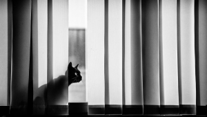 Illustration : "20 superbes photos en noir et blanc de chats dont le coin favori est la fenêtre"
