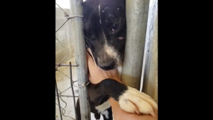 Illustration : "Vidéo : Ce chien de refuge attrape les mains de tous les visiteurs pour les empêcher de partir et se faire adopter"