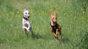 Illustration : "20 photos de Whippets aidant à comprendre pourquoi les inconditionnels de ces chiens les trouvent si attachants"