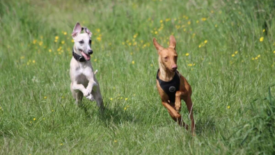 Illustration : 20 photos de Whippets aidant à comprendre pourquoi les inconditionnels de ces chiens les trouvent si attachants