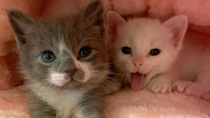 Illustration : "Rescapés d’une tempête, ces 2 chatons se sont serré les coudes et se sont accrochés à la vie ensemble"