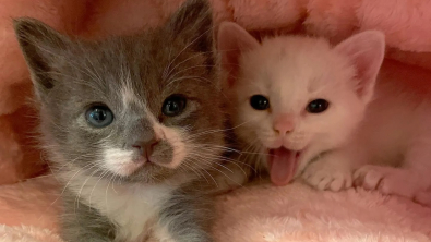 Illustration : "Rescapés d’une tempête, ces 2 chatons se sont serré les coudes et se sont accrochés à la vie ensemble"