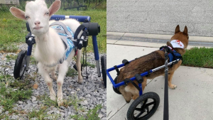 Illustration : "Un retraité dévoué pour la cause animale fait don de 68 fauteuils roulants destinés aux animaux handicapés"