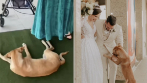 Illustration : "Quand un chien errant est arrivé dans l’église pendant son mariage, ce couple était certain qu’il s’agissait d’un signe"