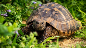 Illustration : "8 infos intéressantes sur les tortues terrestres pour vous aider à mieux les connaître"