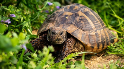 Illustration : 8 infos intéressantes sur les tortues terrestres pour vous aider à mieux les connaître
