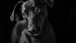 Illustration : "20 portraits de chiens et de chats noirs pour lutter contre les clichés et encourager leur adoption"