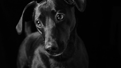 Illustration : "20 portraits de chiens et de chats noirs pour lutter contre les clichés et encourager leur adoption"
