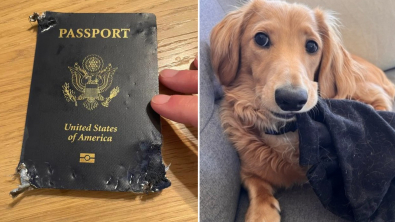 Illustration : "Un chien espiègle sabote le voyage de noces de ses propriétaires en mâchant leur passeport"