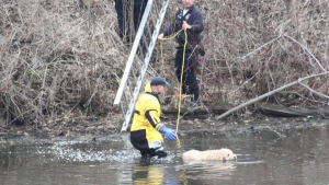 Illustration : "Un Labradoodle échappe de justesse à un train et se retrouve coincé dans un lac boueux"