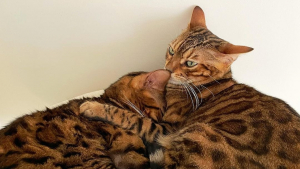 Illustration : "Vidéo : Ce chat réclame une sœur féline à ses propriétaires et devient le plus adorable des grands frères"