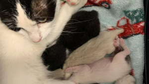 Illustration : "Des bénévoles tentent de retrouver la mère de 3 chatons, abandonnés dans une boîte en carton"