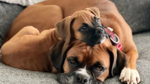 Illustration : "Après le décès de sa fidèle amie canine, ce Boxer trouve du réconfort auprès de la nouvelle chienne du foyer"