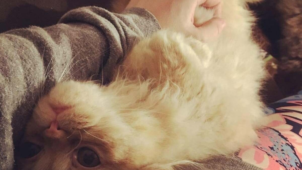 https://www.pets-dating.com/assets/img/001/818/1200x675/20-photos-montrant-que-les-chats-savent-aussi-se-montrer-loyaux-et-affectueux.jpg