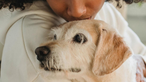 Illustration : "Près de la moitié des propriétaires de chien souffriraient d’anxiété de séparation quand ils quittent leur animal de compagnie"