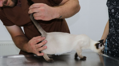 Illustration : "Ce chat nait avec une tumeur hors du commun, qui semble contenir des restes d’un jumeau non développé "