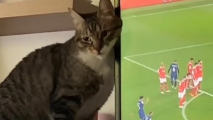 Illustration : "Ce chat casse volontairement la télévision pour que ses maîtres s’intéressent à lui plutôt qu’au foot ! (vidéo)"