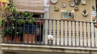 Illustration : "20 photos de chiens postés sur leurs balcons pour ne rien rater de ce qui se passe dans le quartier"