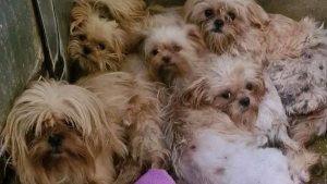 Illustration : "90 Shih Tzu ont été retrouvés abandonnés dans une ferme à chiots et cherchent désormais des foyers aimants "