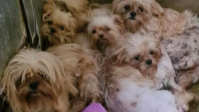 Illustration : 90 Shih Tzu ont été retrouvés abandonnés dans une ferme à chiots et cherchent désormais des foyers aimants 