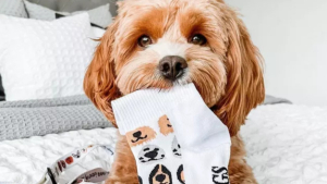 Illustration : "10 photos de chiens et de chats s'étant spécialisés dans le vol de chaussettes"